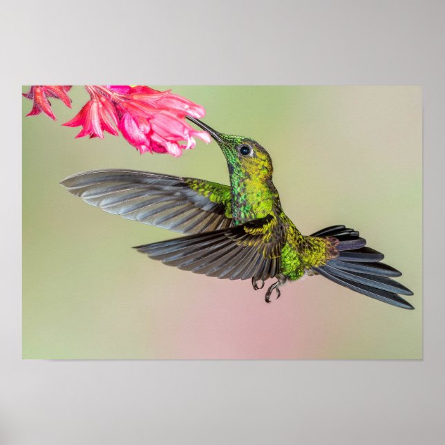 Póster Brillante colibrí volando a la flor (Frente)