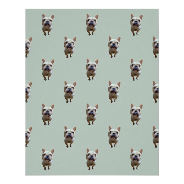poster brillante de bulldog_2_french (Anverso)