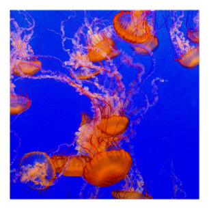 Póster Brillante de Medusa Naranja Arte del Océa