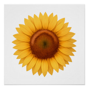 Póster Brillante - Girasol