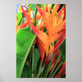 Póster Brillante Heliconia Florals Tropical