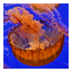 Póster Brillante Medusa Naranja   Arte de Pared Oc