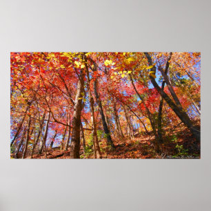 Póster Brillantes hojas de otoño en el Poster forestal