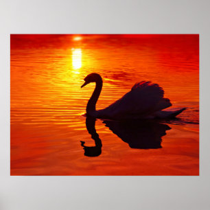 Póster Brillo al atardecer con cisne