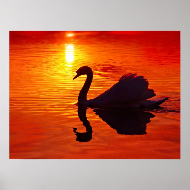 Póster Brillo al atardecer con cisne (Frente)