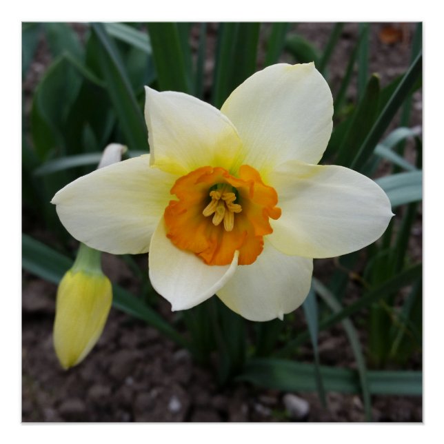 Póster brillo de daffodil blanco (Anverso)