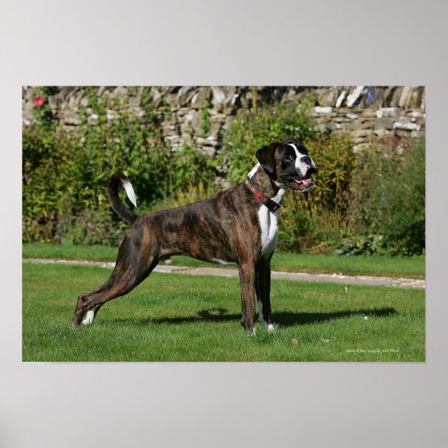 Póster Brindle Boxer Dog Show Stance (Frente)