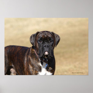 Póster Brindle Boxer Dog Standing