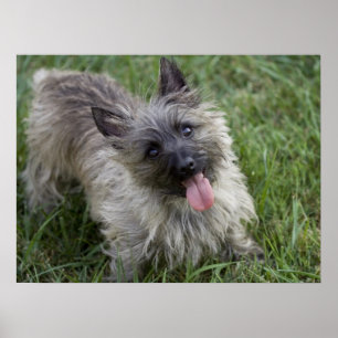 Póster Brindle Cairn Terrier Poster