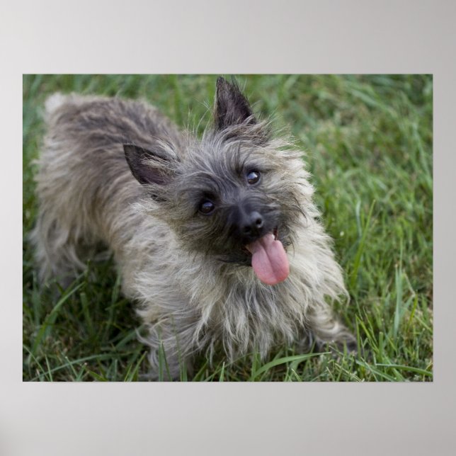 Póster Brindle Cairn Terrier Poster (Frente)