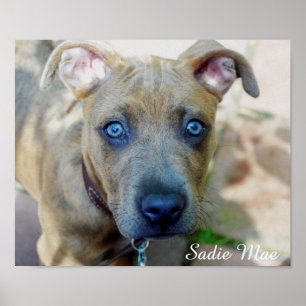 Póster Brindle Pit Bull con una foto de Shirley Taylor