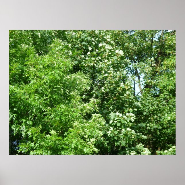 Póster Brisa de verano (Frente)