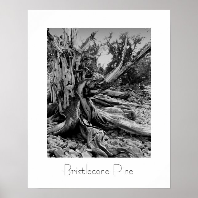 Póster Bristlecone Pine (Frente)