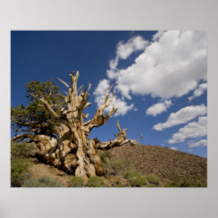 Póster Bristlecone pine in Ancient Bristlecone Forest,