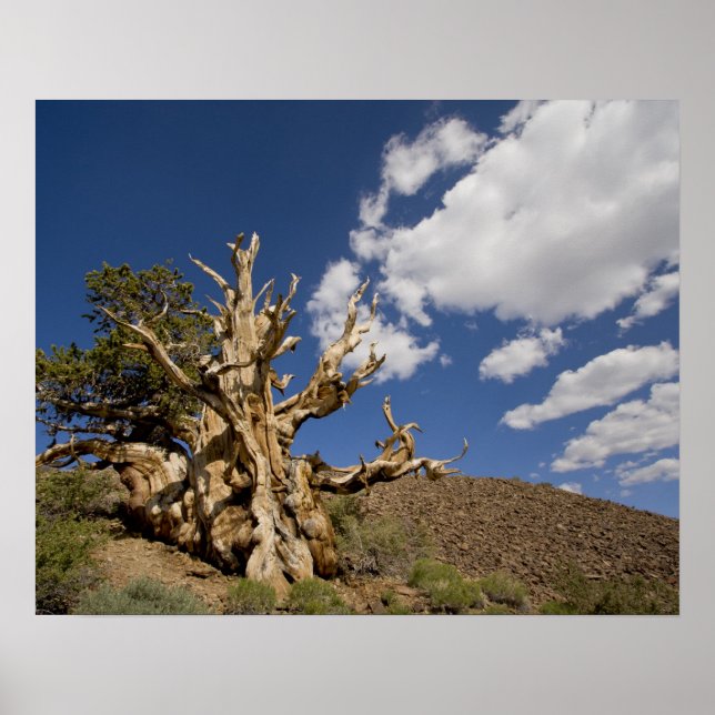 Póster Bristlecone pine in Ancient Bristlecone Forest, (Frente)
