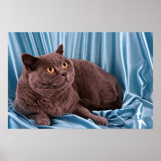 Póster British Shorthair, azul (Frente)
