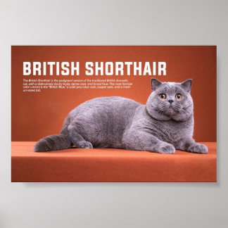 Póster British Shorthair Cat Breed