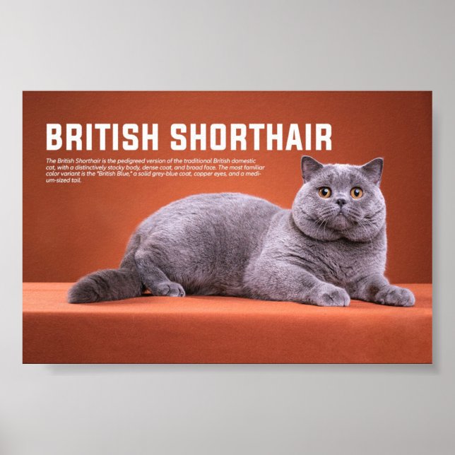 Póster British Shorthair Cat Breed (Frente)