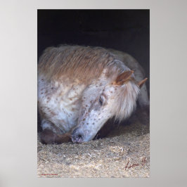 Póster British spotted pony print