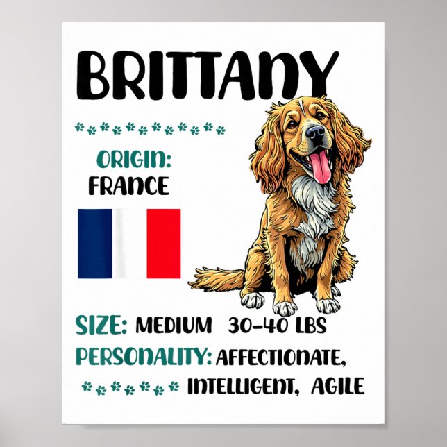 Póster Brittany Origin Funny Brittany Dog Lover  (Frente)