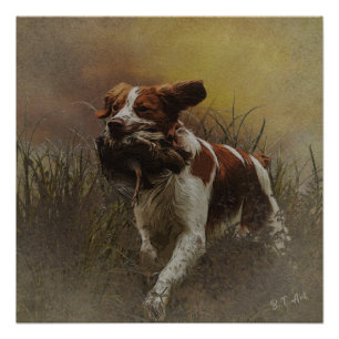 Póster Brittany spaniel Ceramic Tile Beberas