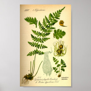 Póster Brittle Bladder Fern (Cystopteris fragilis)
