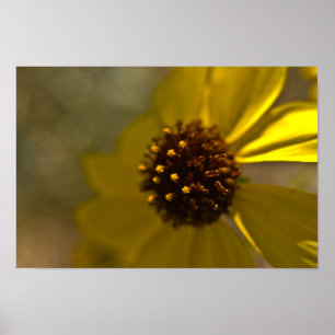 Póster Brocha Británica Del Desierto En Bloom