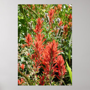 Póster Brocha india en las motas de Sierra, California