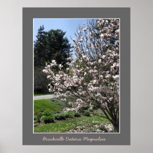 Póster Brockville Ontario Magnolias