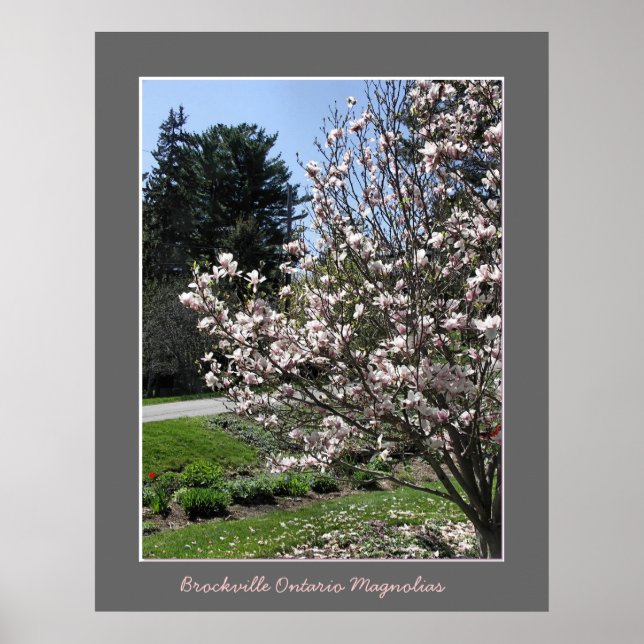Póster Brockville Ontario Magnolias (Frente)