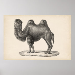 Póster Brodtmann Camel Sketch