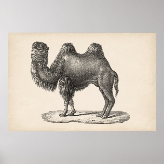 Póster Brodtmann Camel Sketch (Frente)