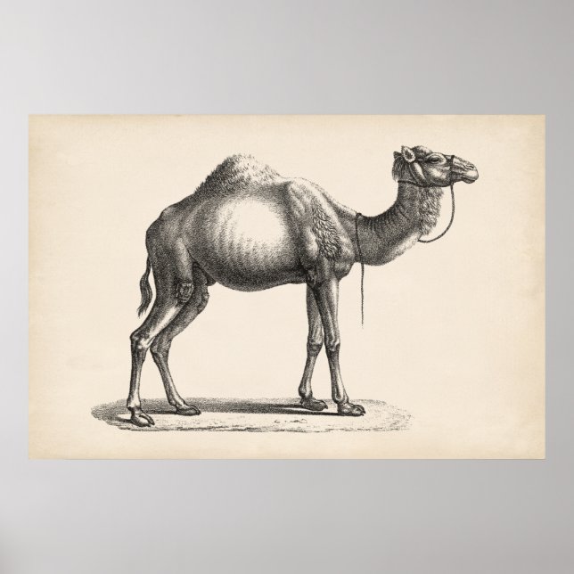 Póster Brodtmann Dromedary Camel Sketch (Frente)