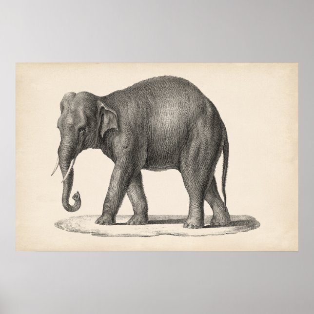 Póster Brodtmann Elephant Sketch (Frente)