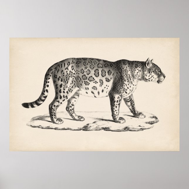 Póster Brodtmann Leopard Sketch (Frente)