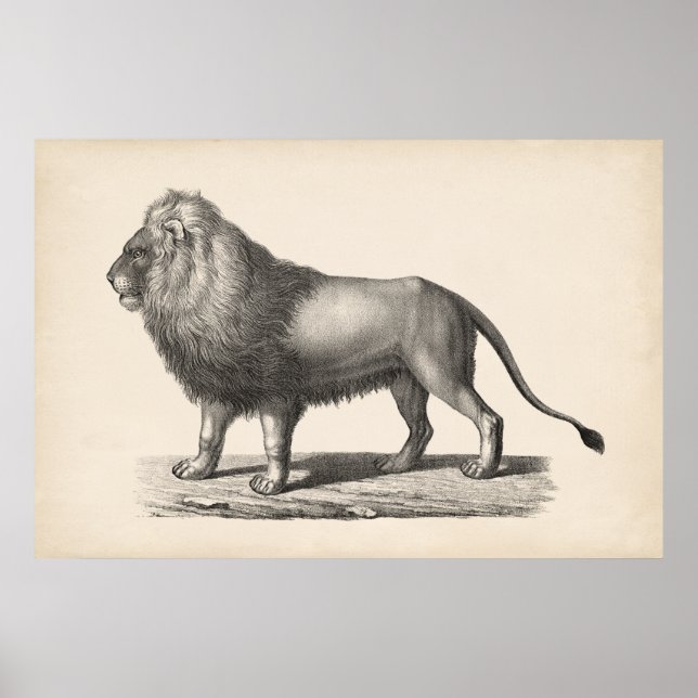Póster Brodtmann Lion Sketch (Frente)