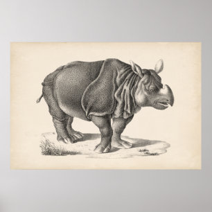 Póster Brodtmann Rhinoceros Sketch