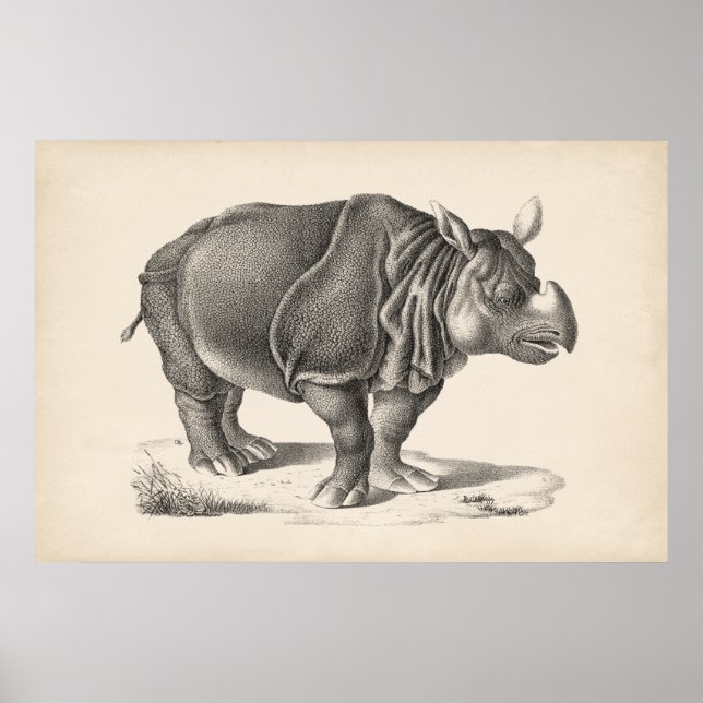 Póster Brodtmann Rhinoceros Sketch (Frente)