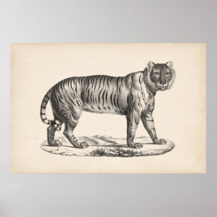 Póster Brodtmann Tiger Sketch