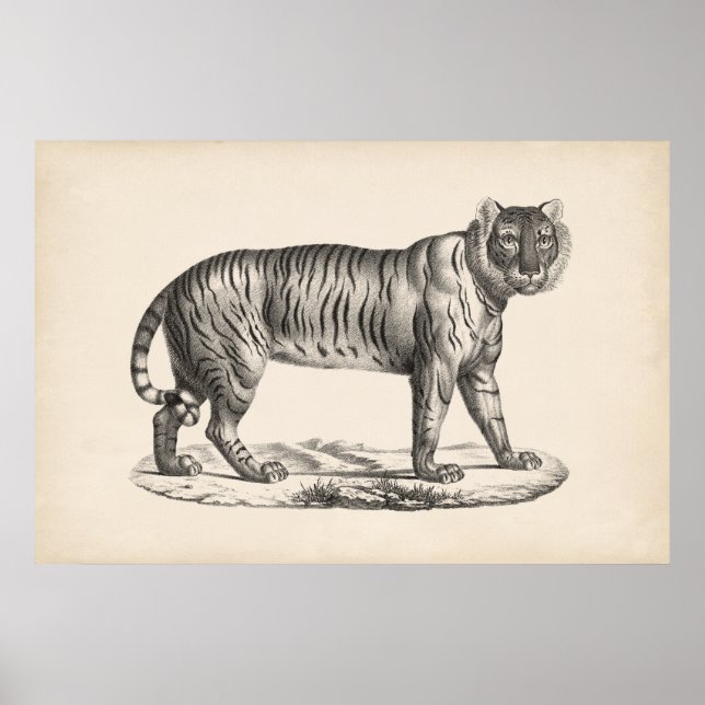 Póster Brodtmann Tiger Sketch (Frente)