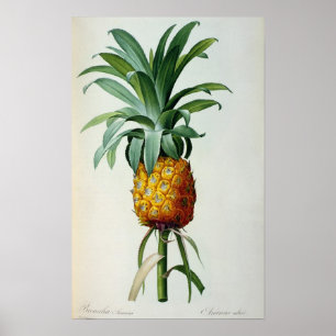 Póster Bromelia Ananas, de 'Les Bromeliacees'