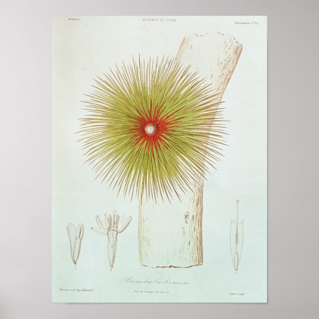 Póster Bromelia encontrada en los Andes (Frente)