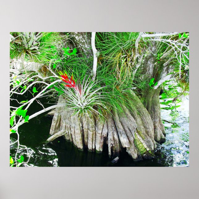 Póster Bromeliad en el Manglar, Everglades de Florida (Frente)