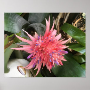 Póster Bromeliad Flower