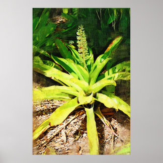 Póster Bromeliad tropical - camina por el jardín