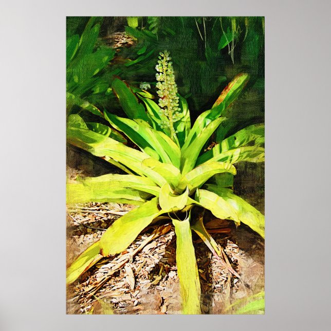 Póster Bromeliad tropical - camina por el jardín (Frente)