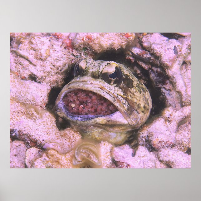 Póster Brooding de boca (Frente)