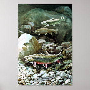 Póster Brook Trout
