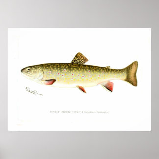 Póster Brook Trout femenino