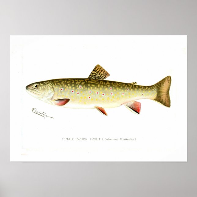Póster Brook Trout femenino (Frente)